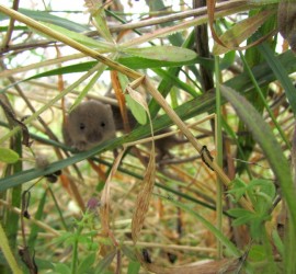 maus2800